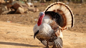 Turkey in a dusty outdoor area with tail feathers fully fanned, displaying brown, tan, and white plumage and a red head.