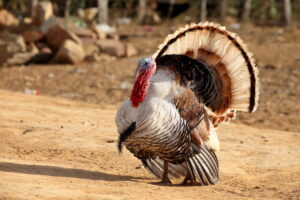 Turkey in a dusty outdoor area with tail feathers fully fanned, displaying brown, tan, and white plumage and a red head.