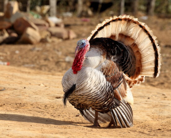 Turkey in a dusty outdoor area with tail feathers fully fanned, displaying brown, tan, and white plumage and a red head.